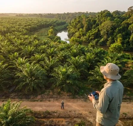 Palm Oil